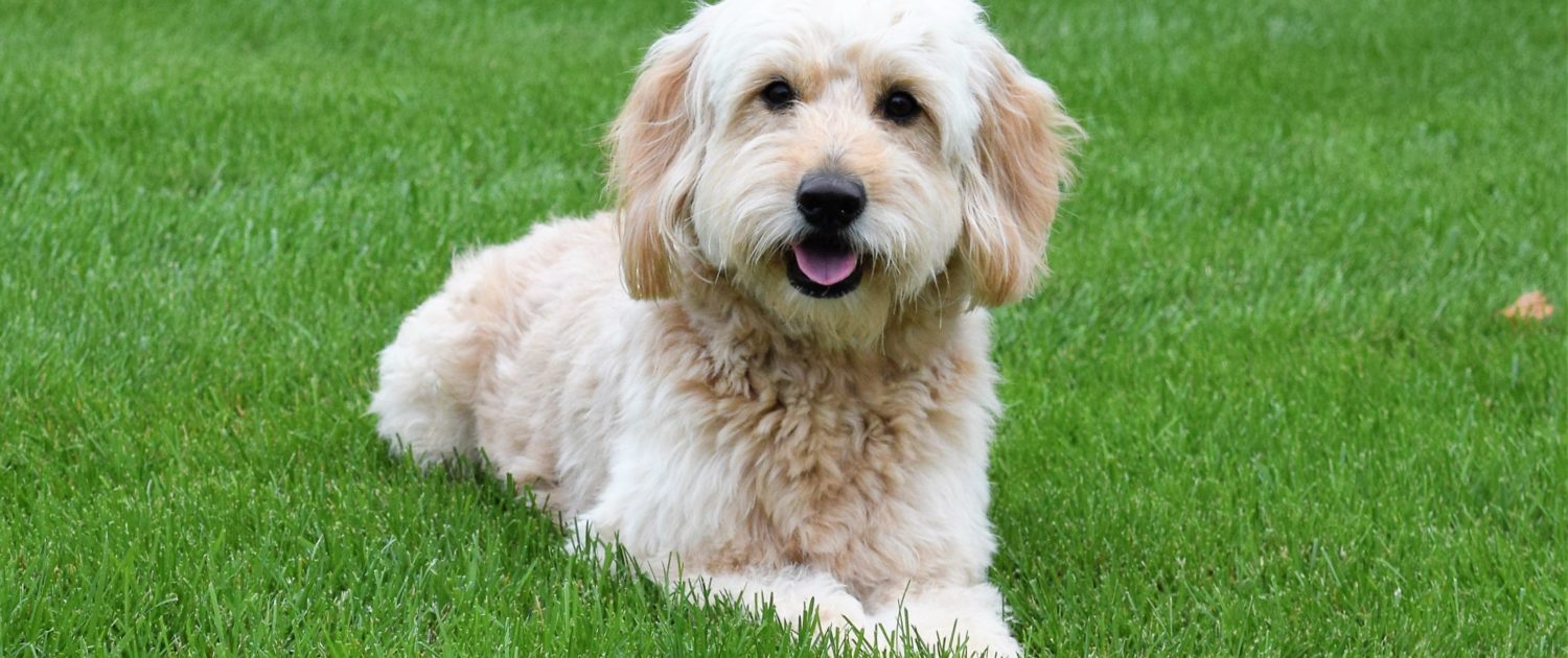 Rosewood Kennel Breeder Of Top Quality Goldendoodle Puppies