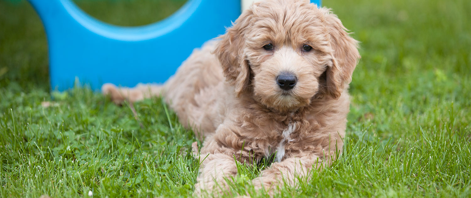 english teddy bear mini goldendoodle