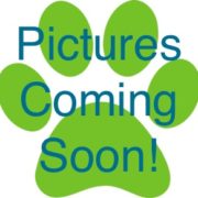 baa-pictures-coming-soon