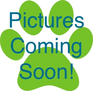 baa-pictures-coming-soon